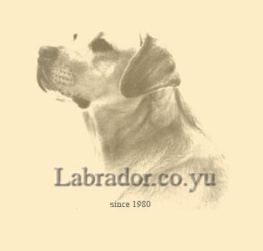 labrador