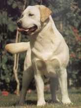 labrador